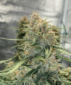 Sour Diesel Auto Fem Esrar Tohumu (Fast Buds)