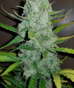 Sour Diesel Auto Fem Esrar Tohumu (Fast Buds)