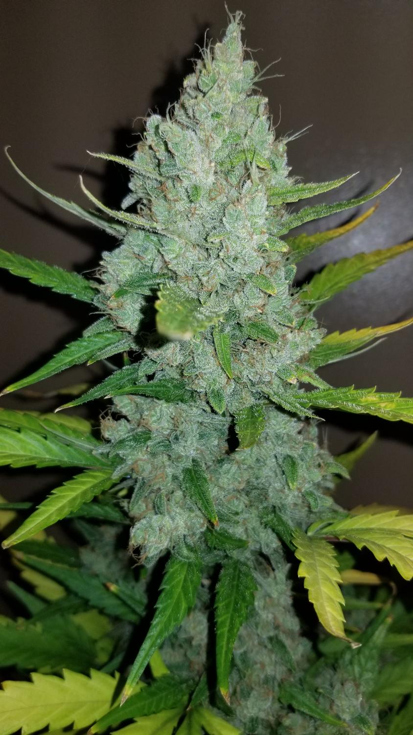 Sour Diesel Auto Fem Esrar Tohumu (Fast Buds)