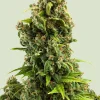 Sour Diesel Feminized Esrar Tohumu (Royal Queen Seeds)