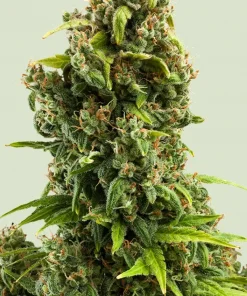 Sour Diesel Feminized Esrar Tohumu (Royal Queen Seeds)