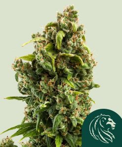 Sour Diesel Feminized Esrar Tohumu (Royal Queen Seeds)