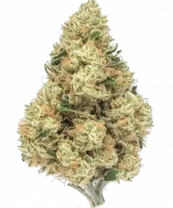 Sour Diesel x Zoda, yakıtımsı ve tatlı-ekşi aromalarıyla öne çıkan Sativa baskın bir türdür. Yüksek THC içeriğiyle yaratıcılığı artırır. Özelliklerini keşfedin.