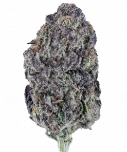 Sour Dubb x Hollywood, yakıtımsı aroması ve 'e varan THC içeriğiyle öne çıkan dengeli bir hibrit türdür. Bu eşsiz türün genetik yapısını keşfedin.