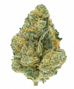 Sour Fire Tahoe, yakıtımsı ve kimyasal limon aromalarıyla öne çıkan dengeli bir hibrit türdür. Canlandırıcı etkileriyle bilinen bu türü keşfedin.