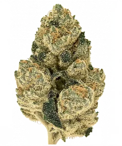 Sour G R1, yakıtımsı ve ekşi narenciye aromalarıyla öne çıkan Sativa baskın bir türdür. Yaratıcılığı artıran etkileriyle bilinir. Özelliklerini keşfedin.