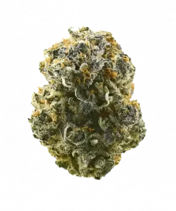 Sour Garlic Cookies, sert sarımsak aroması ve yüksek THC içeriğiyle öne çıkan dengeli bir hibrit türdür. Spazmlara ve anksiyeteye iyi gelir. Özelliklerini keşfedin.