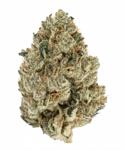 Grape Stomper, tatlı üzüm ve yakıtımsı aromalarıyla öne çıkan dengeli bir hibrit türdür. -18 THC içerir. Genetik yapısını ve etkilerini keşfedin.