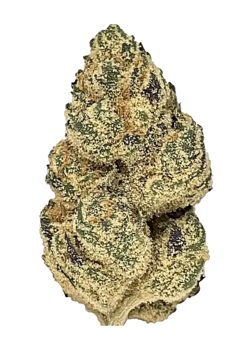 Sour Haze, sert benzin kokusu ve yüksek THC içeriğiyle bilinen güçlü bir Sativa türüdür. Enerjik etkilerini ve genetik yapısını keşfedin.