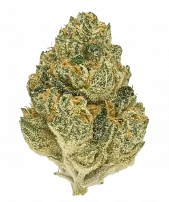 Sour Jealousy Auto, yakıtımsı ve ekşi aromaları ile yüksek THC sunan Sativa dominant bir türdür. Hızlı çiçeklenme özelliğiyle öne çıkar. Özelliklerini keşfedin.