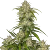 Sour Jealousy ™ Auto Fem Esrar Tohumu (Fast Buds)