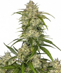 Sour Jealousy ™ Auto Fem Esrar Tohumu (Fast Buds)