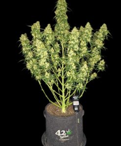 Sour Jealousy ™ Auto Fem Esrar Tohumu (Fast Buds)