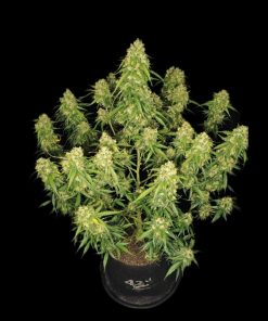 Sour Jealousy ™ Auto Fem Esrar Tohumu (Fast Buds)