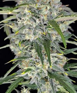 Sour Jealousy ™ Auto Fem Esrar Tohumu (Fast Buds)