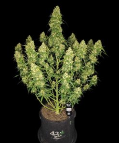 Sour Jealousy ™ Auto Fem Esrar Tohumu (Fast Buds)