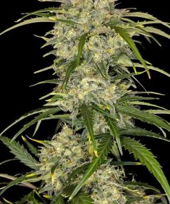 Sour Jealousy ™ Auto Fem Esrar Tohumu (Fast Buds)