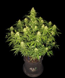 Sour Jealousy ™ Auto Fem Esrar Tohumu (Fast Buds)