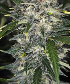 Sour Jealousy ™ Auto Fem Esrar Tohumu (Fast Buds)