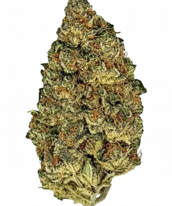 Sour Joker, sert yakıtımsı aroması ve yüksek THC içeriğiyle öne çıkan Sativa baskın bir türdür. Enerji veren etkilerini ve eşsiz lezzetini keşfedin.