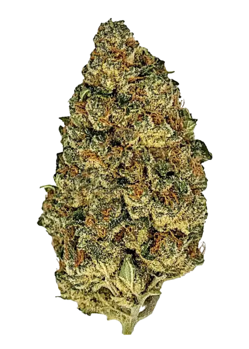 Sour Joker, sert yakıtımsı aroması ve yüksek THC içeriğiyle öne çıkan Sativa baskın bir türdür. Enerji veren etkilerini ve eşsiz lezzetini keşfedin.