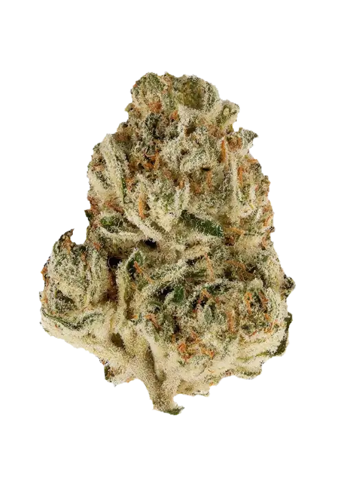 Sour Kush, keskin benzin ve limon aromalarıyla öne çıkan indica baskın bir türdür. Yüksek THC içeriğiyle rahatlatıcı ve canlandırıcı etkiler sunar. Keşfedin.