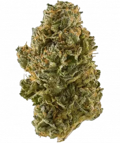 Sour Leda, keskin narenciye aroması ve yüksek THC içeriğiyle bilinen dengeli bir hibrit türdür. Enerjik etkilerini ve genetik yapısını keşfedin.