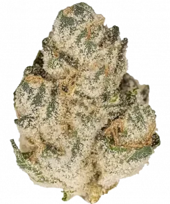 Sour OG Kush, yakıtımsı ve kimyasal limon aromalarıyla öne çıkan dengeli bir hibrit türdür. Yüksek THC içeriğiyle dikkat çeker. Özelliklerini keşfedin.