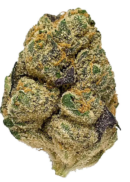 Sour Papaya, ananas aromaları ve rahatlatıcı etkileriyle bilinen Indica baskın bir türdür. Yüksek THC içeriğiyle öne çıkar. Genetik yapısını ve faydalarını keşfedin.