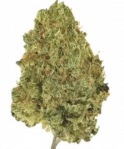 Sour Rado, yakıtımsı aroması ve 'a varan THC içeriğiyle öne çıkan dengeli bir hibrit türdür. Yüksek verimli bu türün genetik yapısını keşfedin.