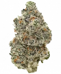 Sour Ripper, keskin benzin kokusu ve yüksek enerjisiyle bilinen bir hibrit türdür. Yaratıcılığı artıran bu türün genetik yapısını keşfedin.