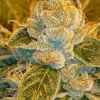 Sour Ripper Feminized Esrar Tohumu (Ripper Seeds)