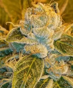 Sour Ripper Feminized Esrar Tohumu (Ripper Seeds)