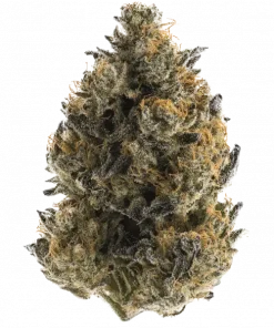 Sour Silverback, yakıtımsı aroması ve rahatlatıcı etkisiyle öne çıkan dengeli bir hibrit türdür. Ağrı ve stresi azaltmaya yardımcı olabilir. Özelliklerini keşfedin.