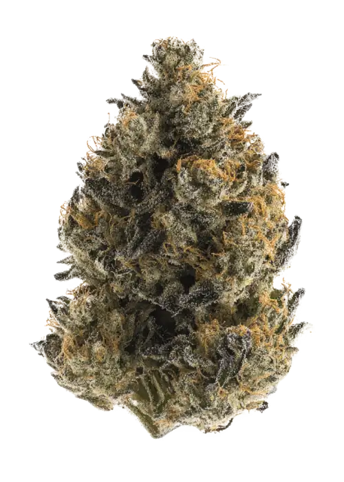 Sour Silverback, yakıtımsı aroması ve rahatlatıcı etkisiyle öne çıkan dengeli bir hibrit türdür. Ağrı ve stresi azaltmaya yardımcı olabilir. Özelliklerini keşfedin.