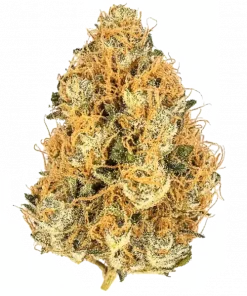 Sour Squirt, yakıtımsı aroması ve rahatlatıcı etkileriyle bilinen Indica dominant bir türdür. Uykusuzluk ve stres için ideal. Genetik yapısını keşfedin.