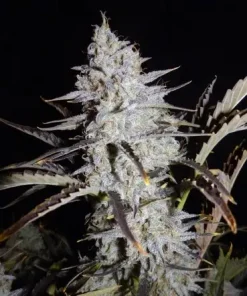 Sour Stomper Auto Fem Esrar Tohumu (Mephisto Genetics)