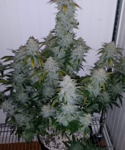 Sour Stomper Auto Fem Esrar Tohumu (Mephisto Genetics)