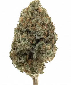 Sour Strawberry, çilek aromaları ve yüksek THC içeriğiyle öne çıkan dengeli bir hibrit türdür. Canlandırıcı etkilerini ve genetik yapısını keşfedin.