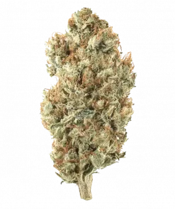 Sour Thanoz, sert yakıtımsı aroması ve yüksek THC içeriğiyle bilinen Indica dominant bir türdür. Yaratıcılığı tetikleyen bu türün genetik yapısını keşfedin.