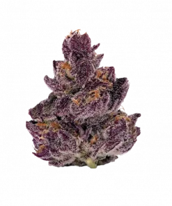 Sour Trop Bx1, yakıtımsı ve tropikal aromalarıyla öne çıkan Sativa baskın bir türdür. Yüksek THC içeriğiyle enerji ve yaratıcılık sunar. Özelliklerini keşfedin.