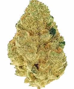 Sour Tsunami, sert benzin aroması ve yüksek CBD içeriğiyle öne çıkan bir Sativa türüdür. Şifalı etkileriyle bilinen bu türü hemen keşfedin.