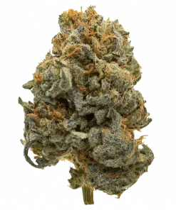 Sour Z, yakıtımsı ve tropikal meyve aromalarıyla öne çıkan Sativa baskın bir türdür. Yüksek THC içeriğiyle yaratıcılığı artırır. Sour Z'nin genetik yapısını keşfedin.