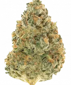 Güney Amerika yerel türleri, narenciye aromaları ve enerji verici etkileriyle bilinen Sativa ağırlıklı türlerdir. Eşsiz genetik yapısını keşfedin ve potansiyel faydalarını görüntüleyin.