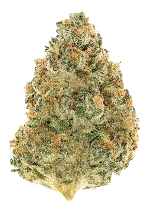 Güney Amerika yerel türleri, narenciye aromaları ve enerji verici etkileriyle bilinen Sativa ağırlıklı türlerdir. Eşsiz genetik yapısını keşfedin ve potansiyel faydalarını görüntüleyin.