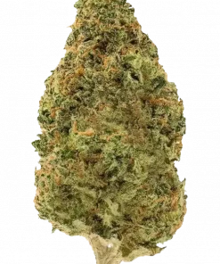 Güney Hindistan Indica, toprak aromaları ve rahatlatıcı etkisiyle bilinen bir Indica türüdür. Uykusuzluk ve ağrı için ideal. Genetik yapısını keşfedin.