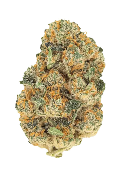 Southern Belle, tatlı ve yakıtımsı aromalarıyla öne çıkan güçlü bir Indica türüdür. Rahatlatıcı etkilerini ve genetik yapısını keşfedin.