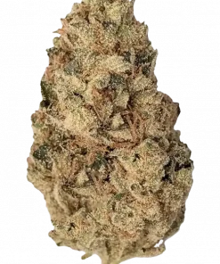 Space Cake, fındıksı aromaları ve dengeli yapısıyla öne çıkan Indica dominant bir türdür. Indica genetiğini keşfedin ve etkilerini görüntüleyin.