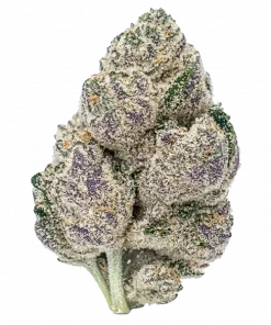 Space Center, yakıtımsı ve çam aromalı, dengeli bir hibrit türdür. Yüksek THC içeriği ile öne çıkar. Bu eşsiz türün genetik yapısını keşfedin.