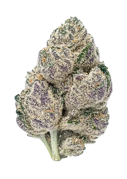 Space Center, yakıtımsı ve çam aromalı, dengeli bir hibrit türdür. Yüksek THC içeriği ile öne çıkar. Bu eşsiz türün genetik yapısını keşfedin.